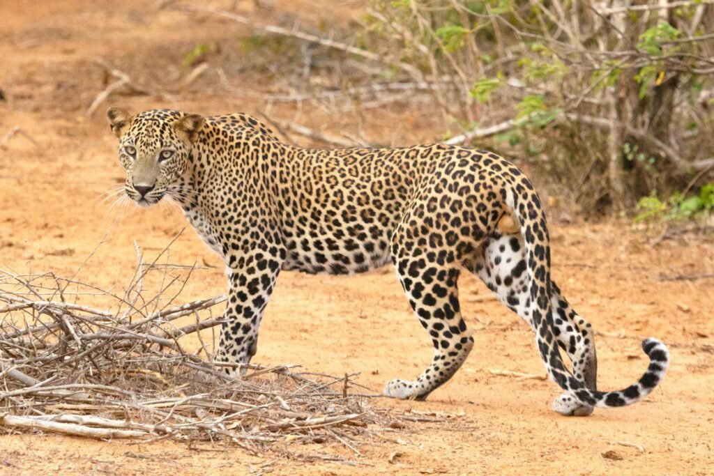 Leopardo safari Yala lugares que visitar en Sri Lanka vida silvestre