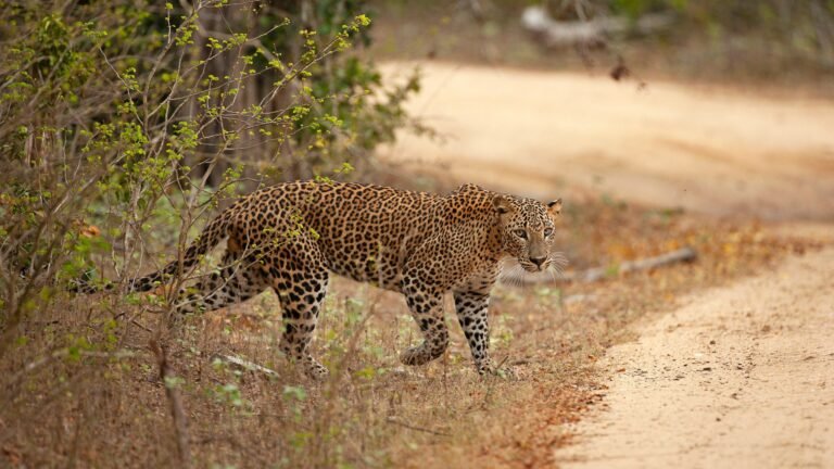 sri lanka 7 dias itinerario yala safari leopardo