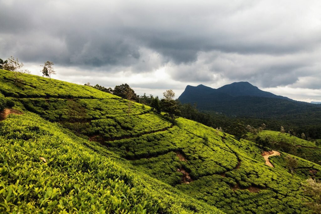 sri lanka 7 dias itinerario nuwara eliya plantaciones te