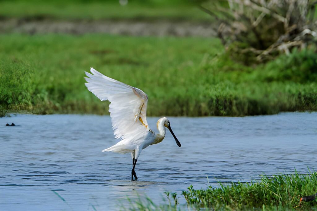 bundala-parque-nacional