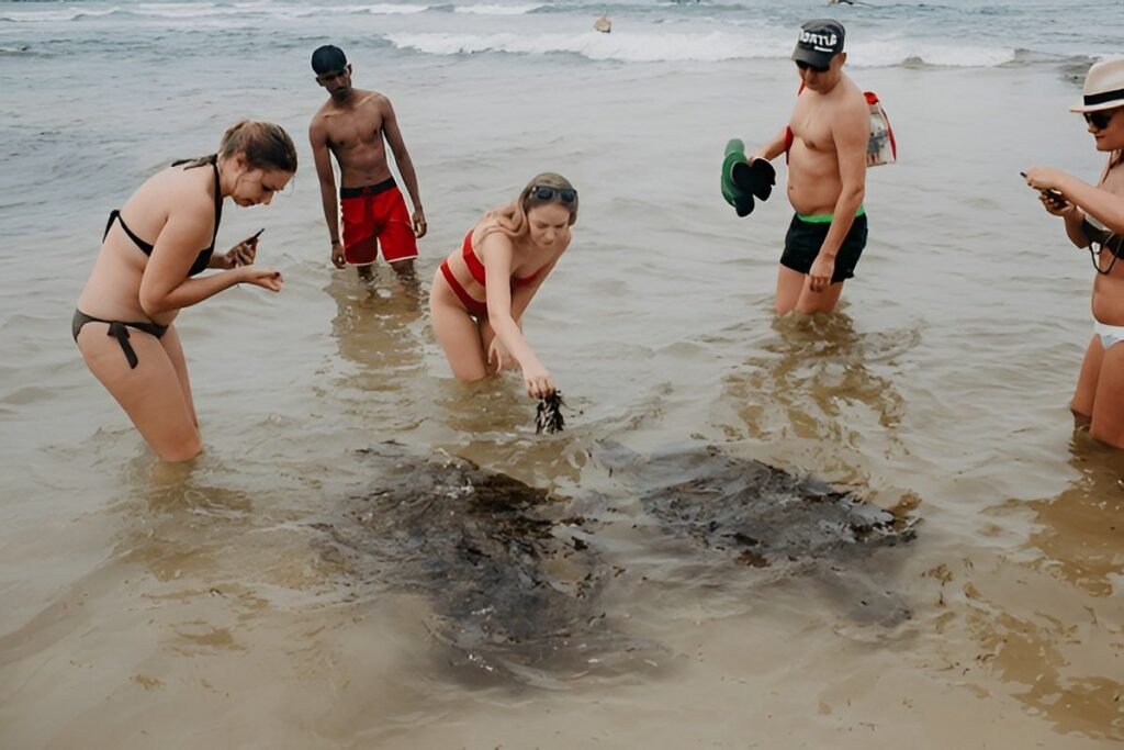 Tortugas en la orilla cerca de Hikkaduwa Sri Lanka