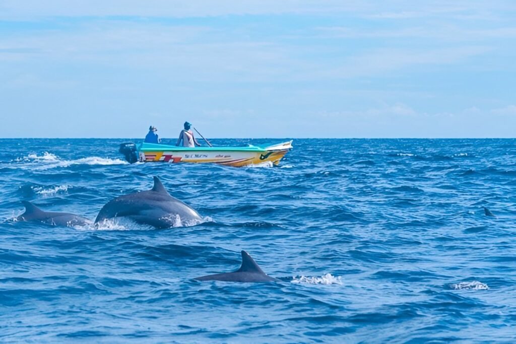 Safari de delfines en Kalpitiya Sri Lanka