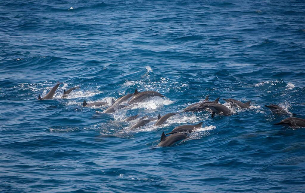 Safari de delfines en Kalpitiya Sri Lanka