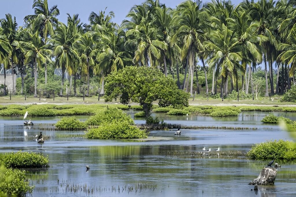 Laguna y manglares de Kalpitiya en la costa noroeste de Sri Lanka