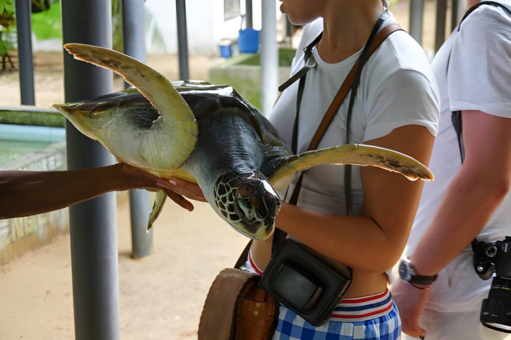 Tortugas en la orilla cerca de Hikkaduwa Sri Lanka