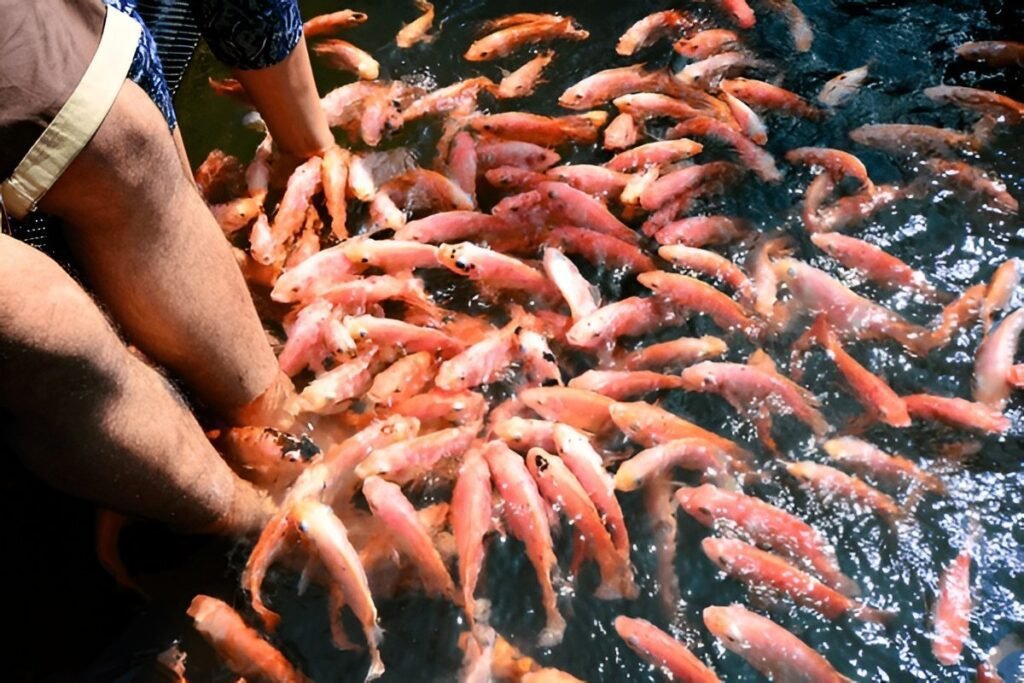 Fish therapy durante safari en barco por Madu River Sri Lanka