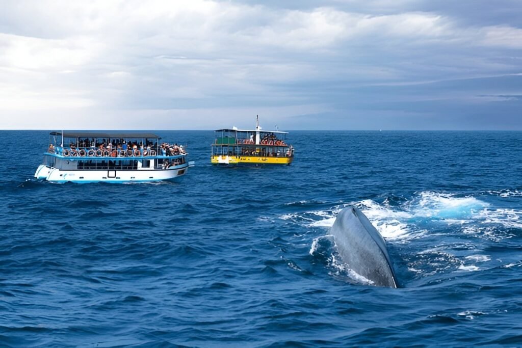 Delfines y ballenas frente a la costa sur de Sri Lanka