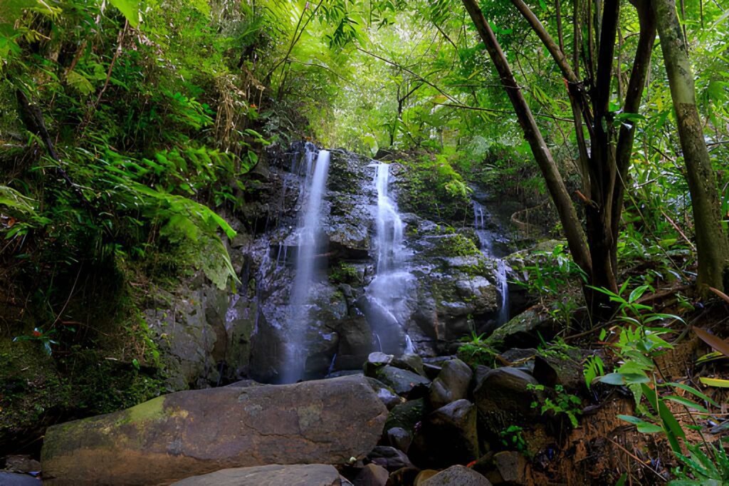 Cascadas en la reserva forestal de Sinharaja Sri Lanka