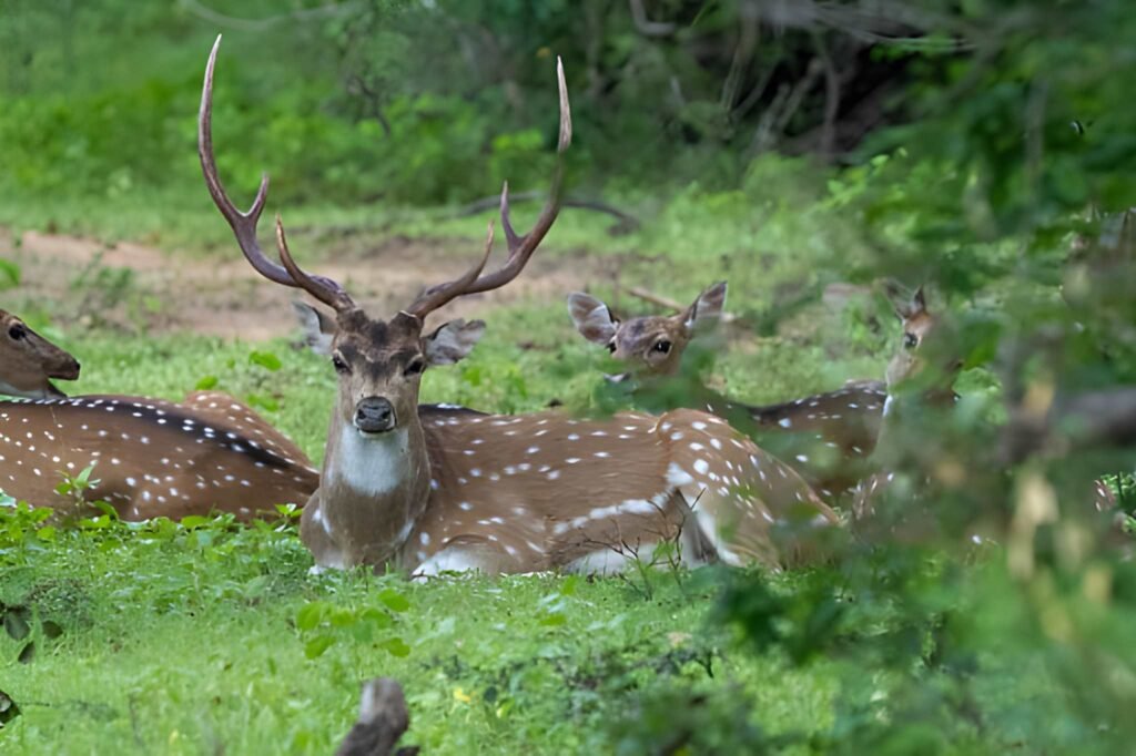 sri-lanka-spotted-deer-yala