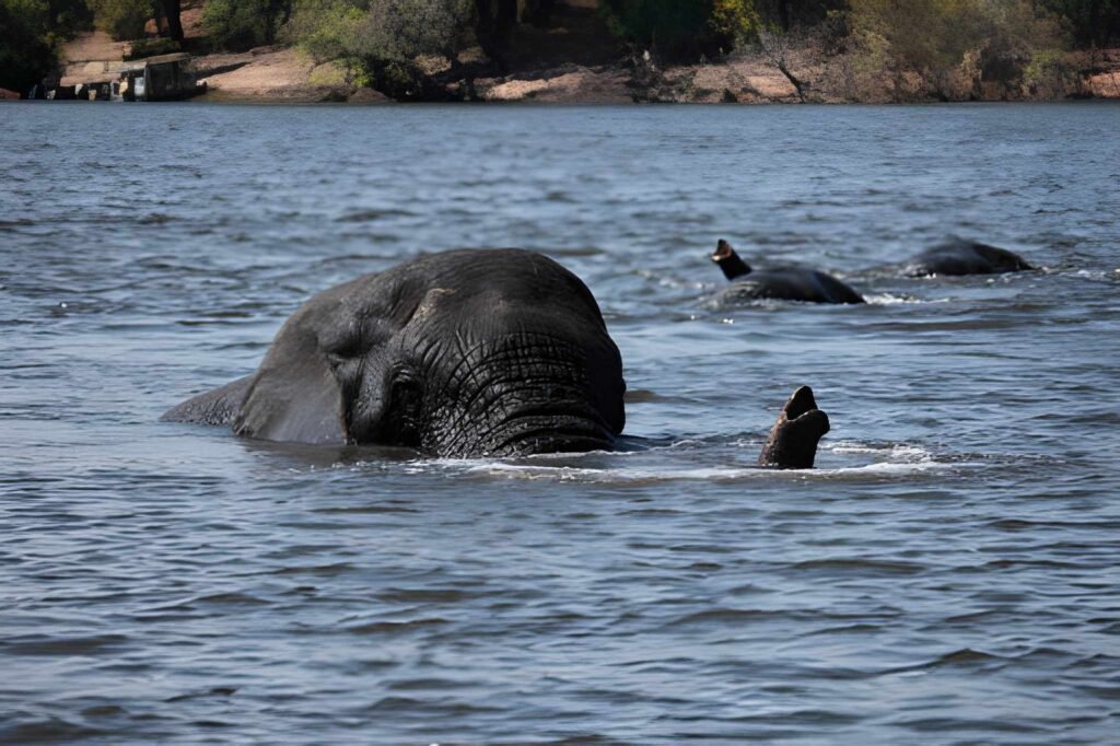 swimming-elephants-gal-oya-sri lanka