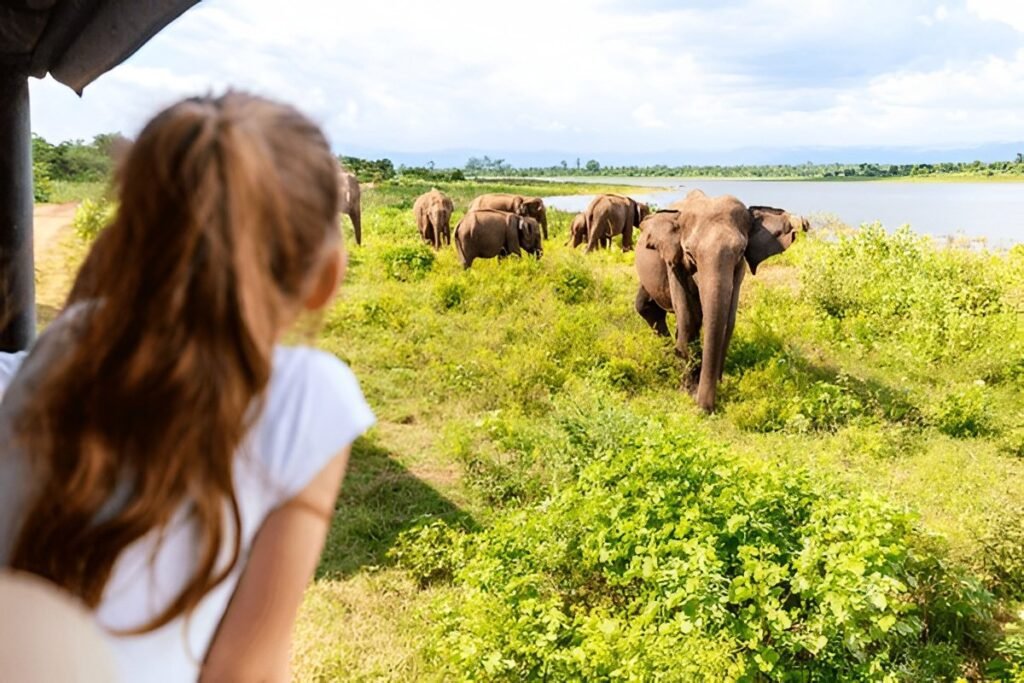 Safari de elefantes en Udawalawe para familias