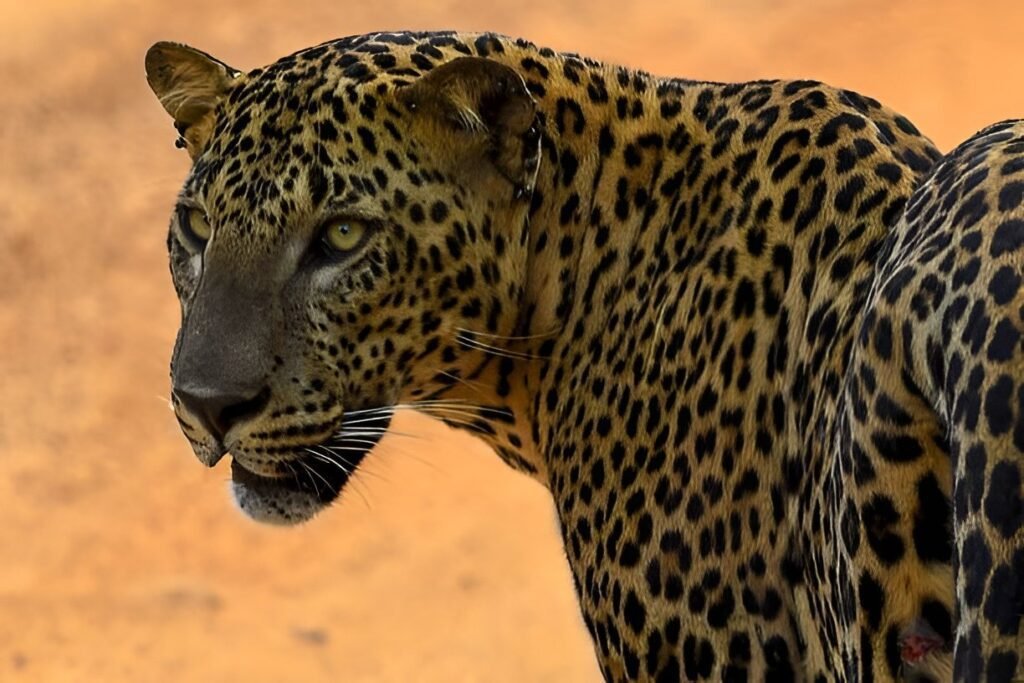 Safari Parque Yala leopardos elefantes