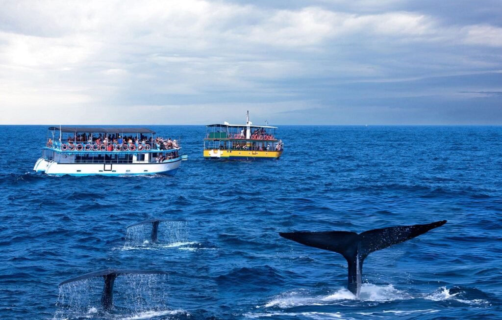 avistamiento ballenas azules Mirissa Sri Lanka guía español tour privado