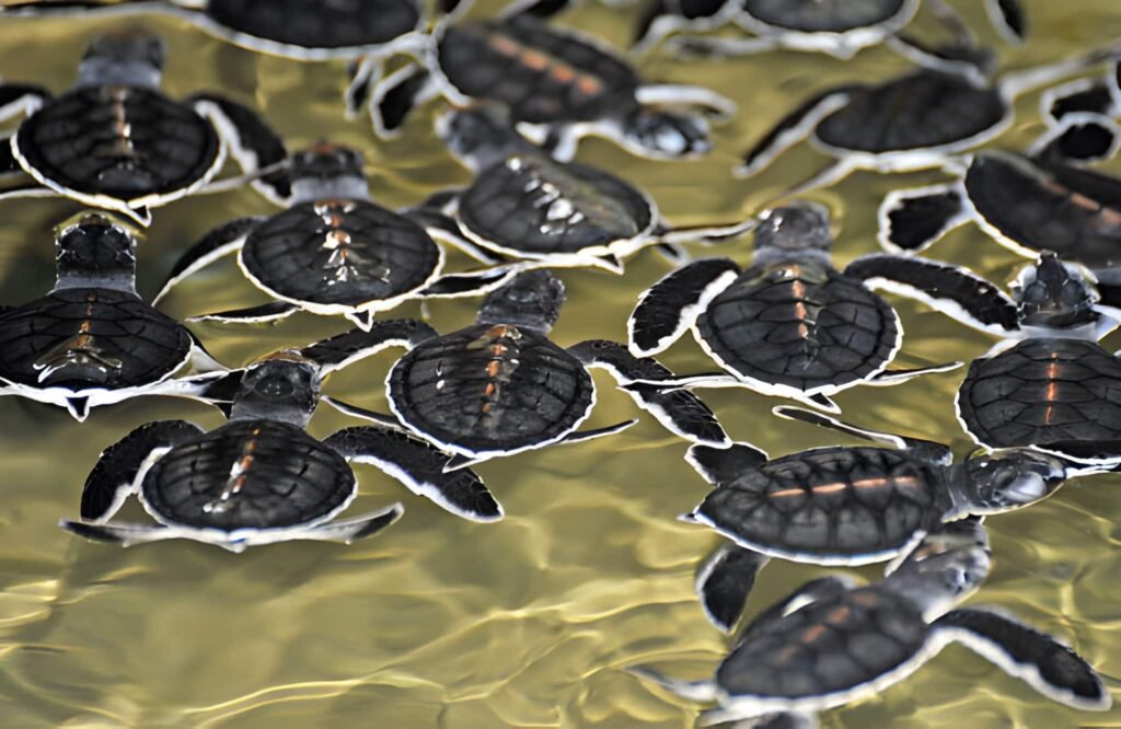 conservación tortugas Sri Lanka