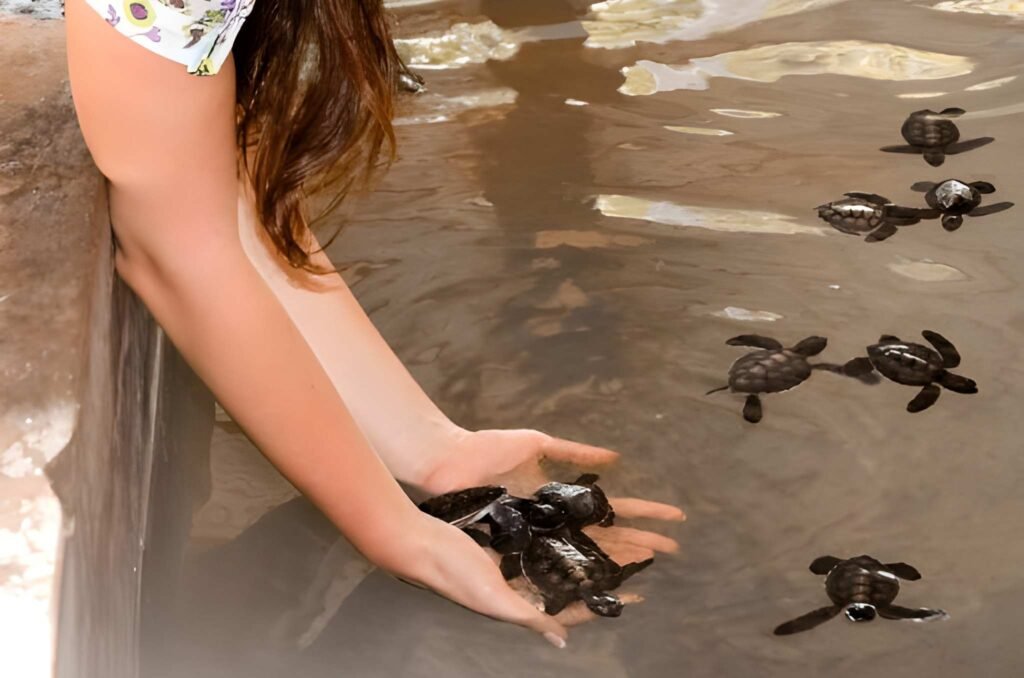voluntariado tortugas Sri Lanka