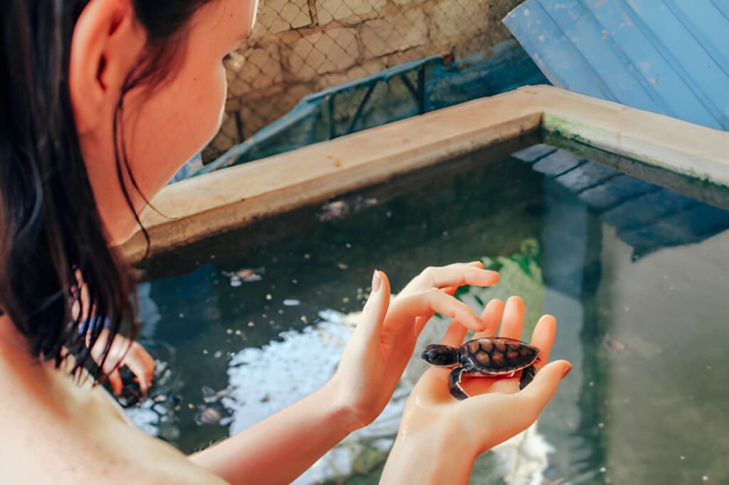 voluntariado tortugas marinas Sri Lanka programa español criadero costa sur