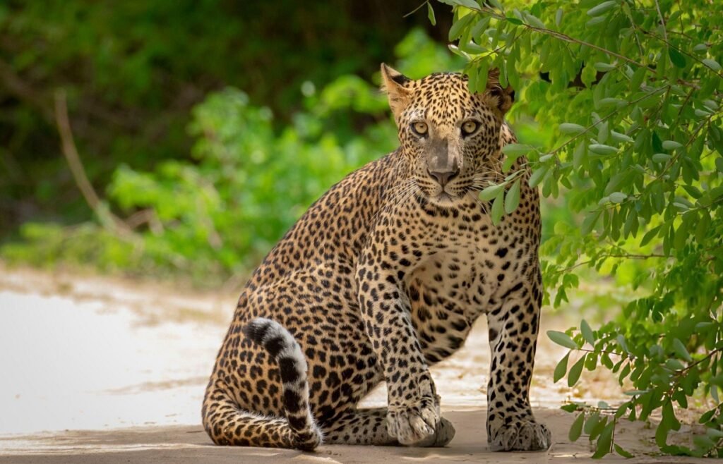 Yala safari leopardo Sri Lanka Parque Nacional guía español tour privado